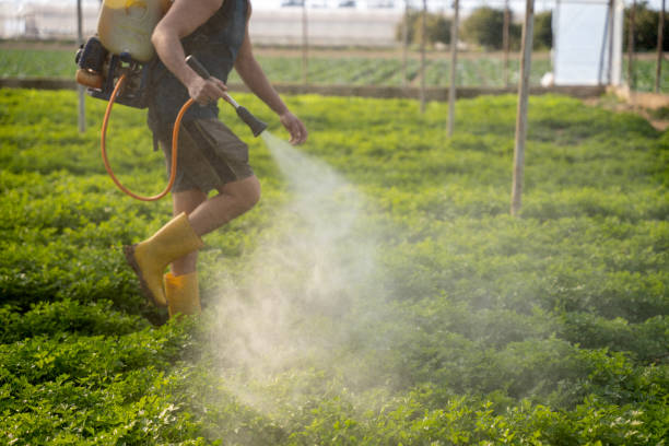 Best Wasp Removal Services  in Yosemite Lakes, CA