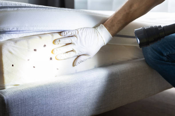 Best Flea Control Services  in Yosemite Lakes, CA