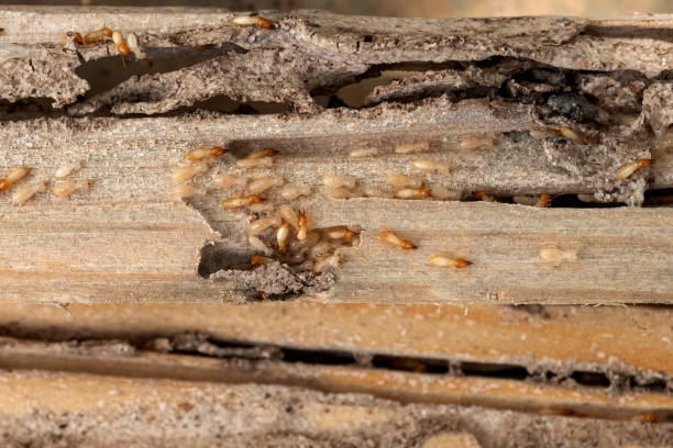 Wasp Removal Services in Yosemite Lakes, CA