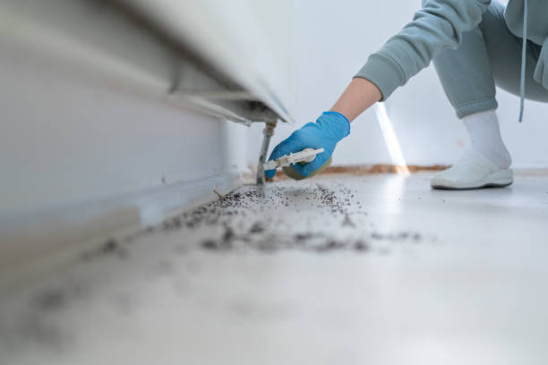 Best Wasp Removal Services  in Yosemite Lakes, CA